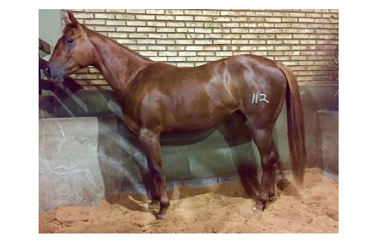 GUERREIRA JECK R2I
